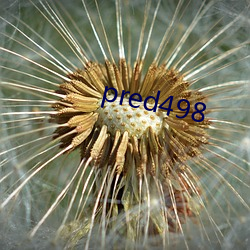 pred498