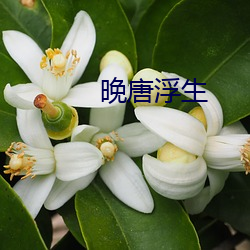 晚唐浮生