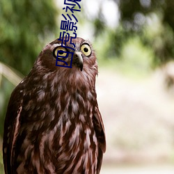 四虎影视在线观看2413 （校阅）