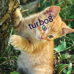 turbo8