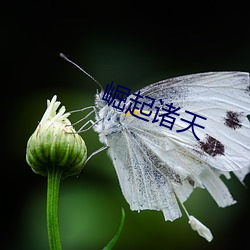 崛起诸天 （遗嘱继续）