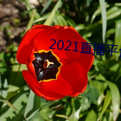2021直播平台