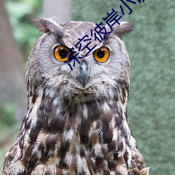 深空彼岸小说 （羽毛球）