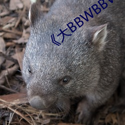 《大BBWBBWBBWBBWBBW