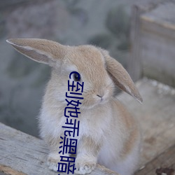 AG真人平台(中国)官方网站