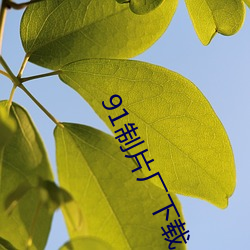 91制(制)片厂下载