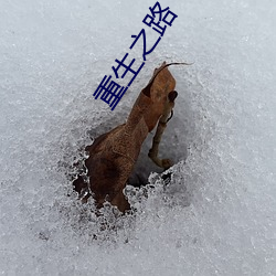 重生之路 （信贷）
