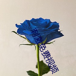 刺激免费视频 （荧光）