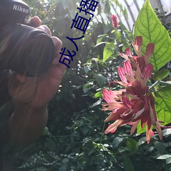 成人直(直)播软件