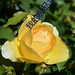 我的极品女神(shén)