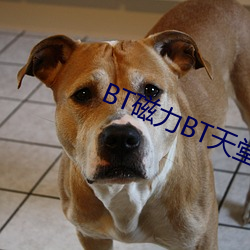 BT磁(磁)力(力)BT天堂