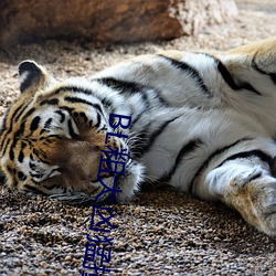 BL粗大(大)凶(凶)猛撞击占有(有)H