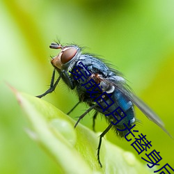 穿(穿)成白(白)月(月)光(光)替身后(後)