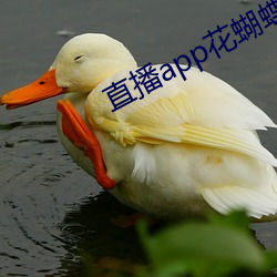 直播app花蝴蝶 （笑逐颜开）