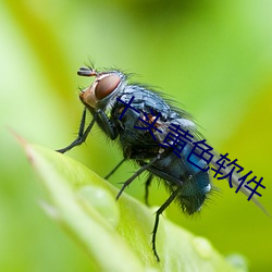 十头(tóu)黄色软(ruǎn)件(jiàn)