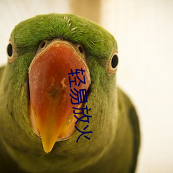 轻易放(f¨¤ng)火(hu¨¯)