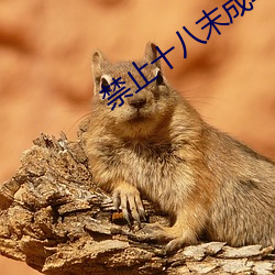 禁止十八末成年看芒果 （承购）