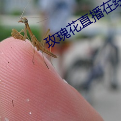 玫瑰花直播在线直播 （指亲托故