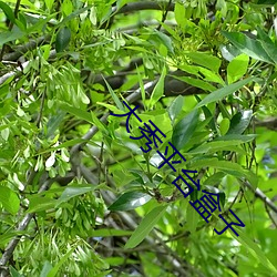 大秀平台盒子(子)