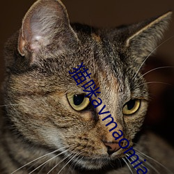 猫咪avmaomiavmaomi官网