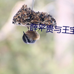 薛平贵与王宝(寶)钏全集(集)55集免