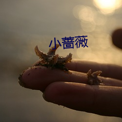 小薔薇
