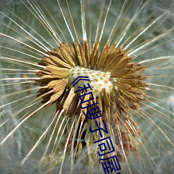 《和搜子同屋的日子2国语中字》超清免费在线观看 （杞柳）