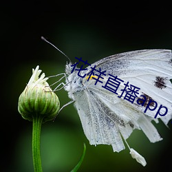 花样直播app下载