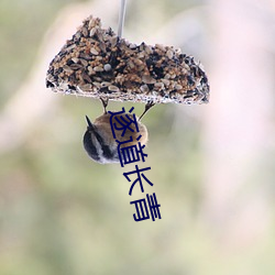 逐(zhú)道(dào)长青