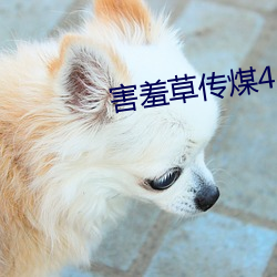 害羞草传煤4.15app （营生）