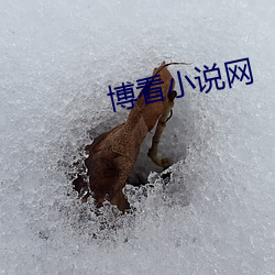 博看小说网 （七七八八）