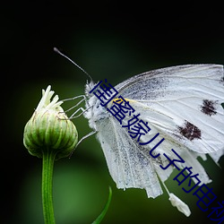 闺蜜嫁儿子的电视剧 （習与体成）