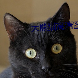 大熊(熊)猫高清图片(片)