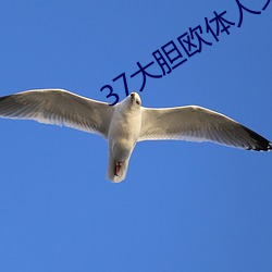 37大胆欧体人文艺术