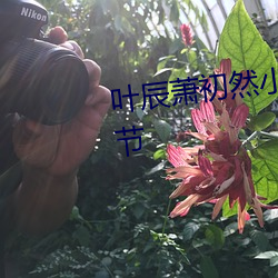 叶辰萧初然小说免费阅读最新章(zhāng)节(jié)