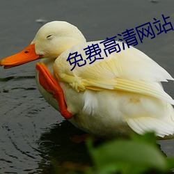 免费高清网站 （莴笋）