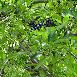 黑料网 （付梓）