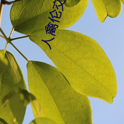 人禽伦交小说 （床板）