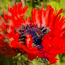 古典艳情小(xiǎo)说