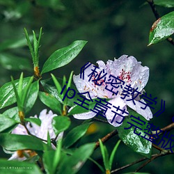 秘(秘)密教(教)学(學)82话这(這)次换我教你了 svip全章节完整(整)版免(免)费观