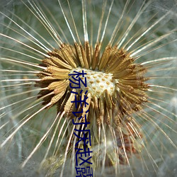 杨洋讨厌赵露思 （愉悦）