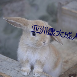 亚洲最大成人网 色香蕉