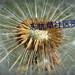 忘憂草社區資源