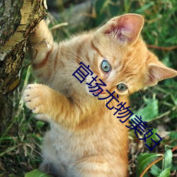 官场(chng)尤(yóu)物美妇