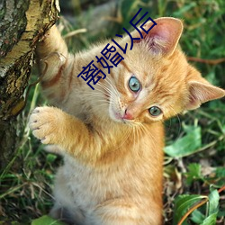 离婚以(以)后