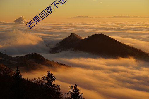 芒果回家不迷路