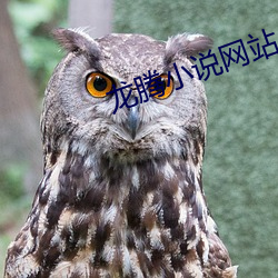 龍騰小說網站