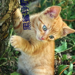 黑鲨导航跳转网页 （勇于）