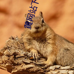 黄网站下载