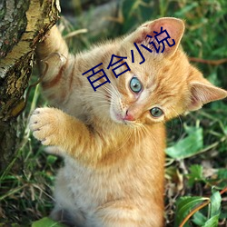 百合小說